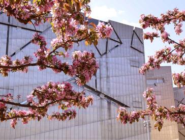 Im Vordergrund sind Kirschblüten zu sehen, im Hintergrund ein graues geometrisches Gebäude, der Libeskind-Bau des Jüdischen Museums Berlin.