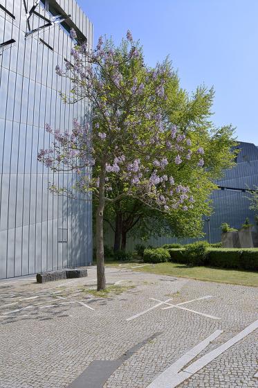 Blooming bluebell tree in front of Libeskind building