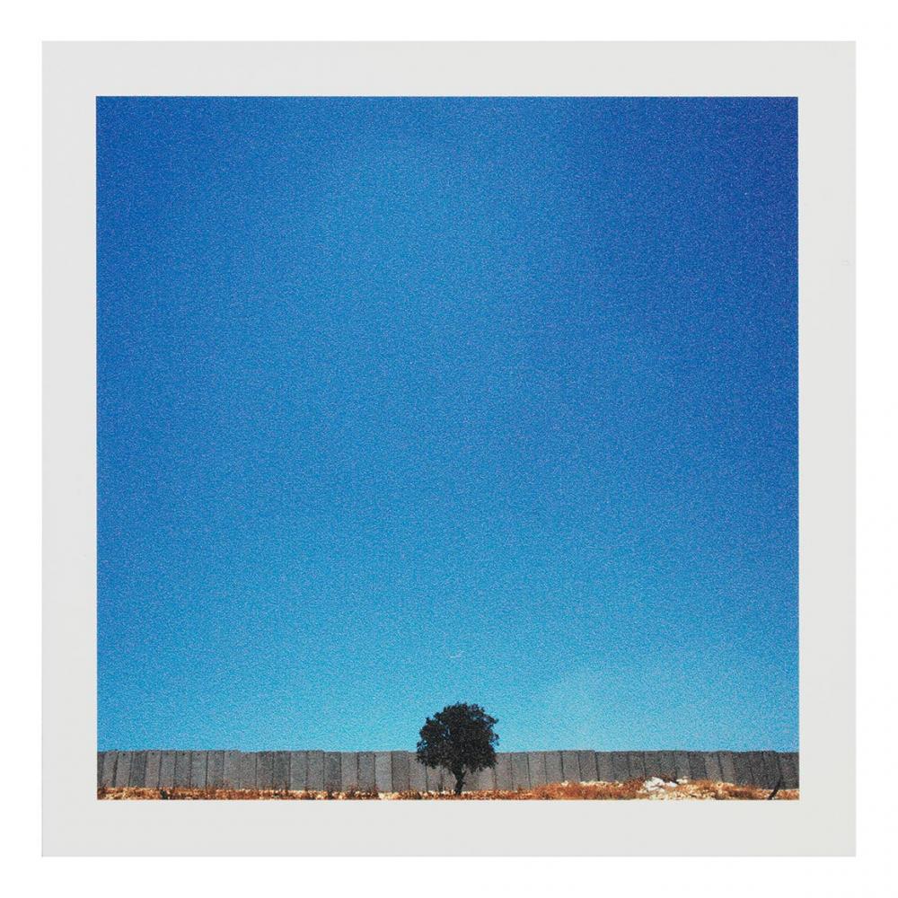 Vintage photograph of a single tree in the middle of a fence, surrounded by an enormous clear blue sky