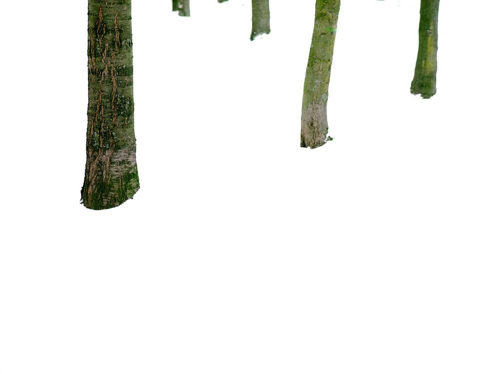 The ends of wooden branches that are green with moss appear to be floating in a white empty space