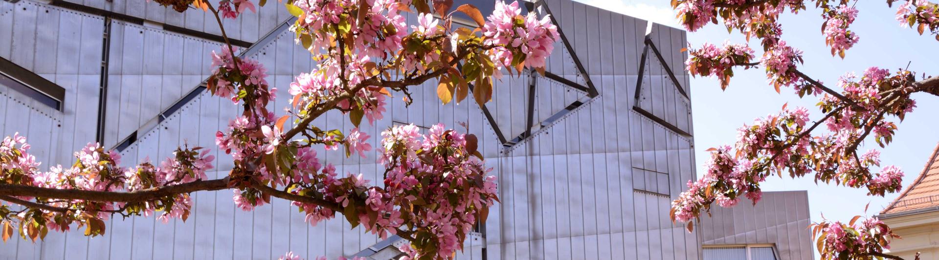 Im Vordergrund sind Kirschblüten zu sehen, im Hintergrund ein graues geometrisches Gebäude, der Libeskind-Bau des Jüdischen Museums Berlin.