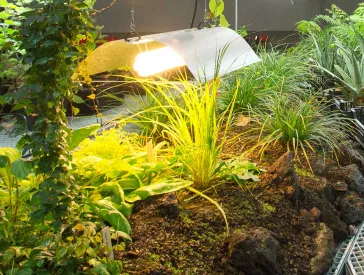 Several plants in beds and pots in a hall.