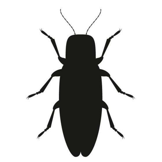 Black silhouette of an insect on a white background.