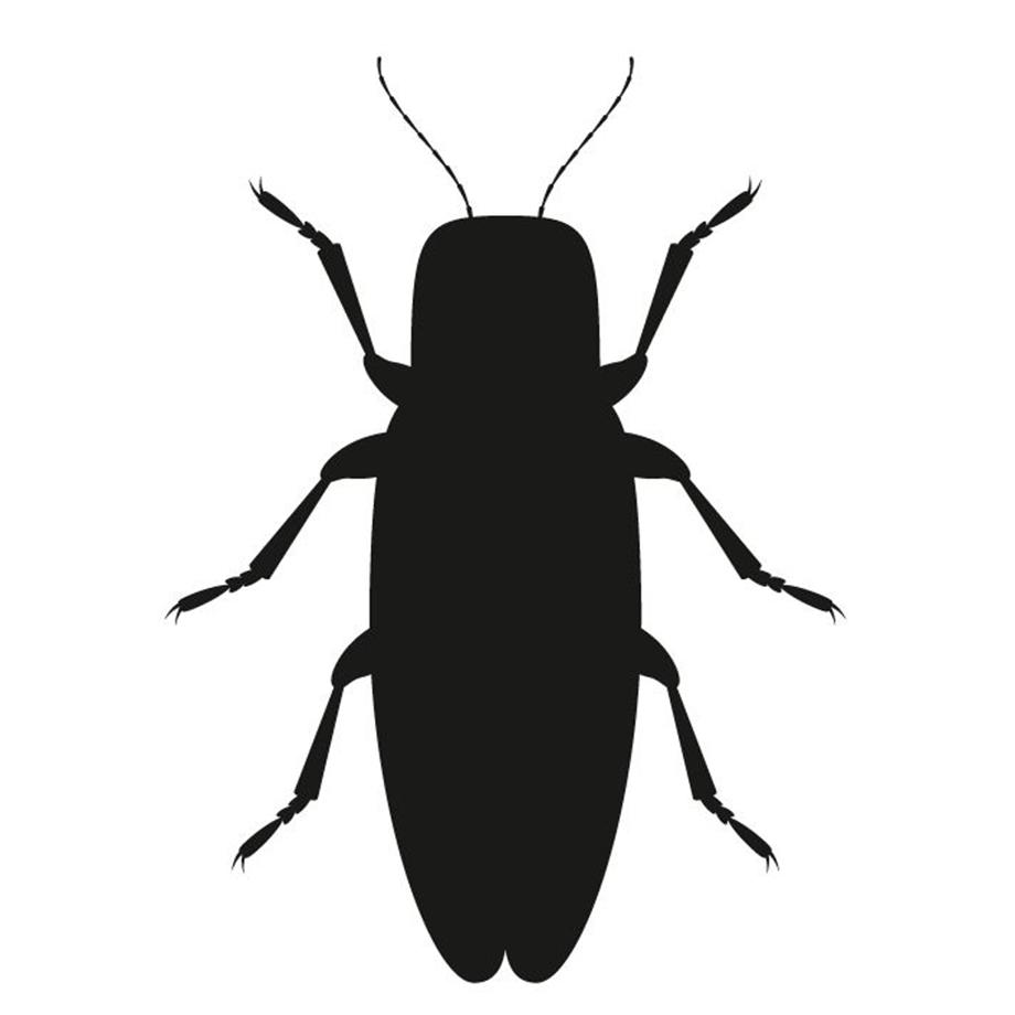 Schwarze Silhouette eines Insekts auf weißem Hintergrund.