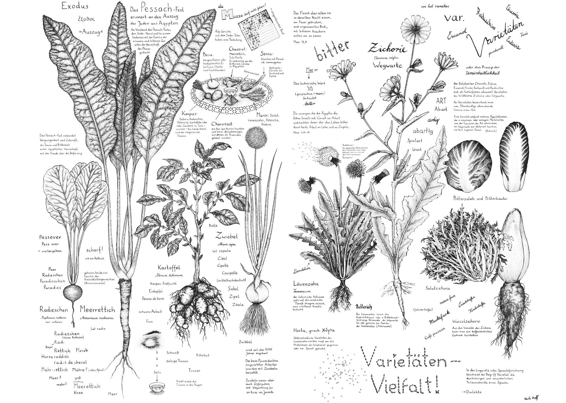 Illustration der Bitterkräuter in schwarzer Zeichnung auf weißem Hintergrund